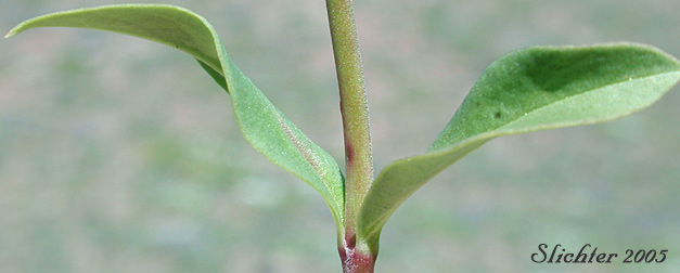 Stem leaves of Small-flowered Penstemon, Tolmie's Penstemon: Penstemon procerus var. tolmiei (Synonym: Penstemon tolmiei)