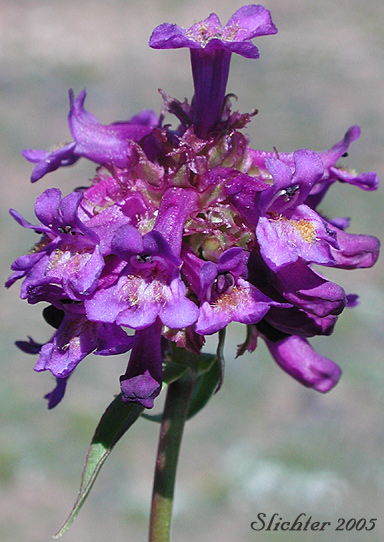 Inflorescence of Small-flowered Penstemon, Tolmie's Penstemon: Penstemon procerus var. tolmiei (Synonym: Penstemon tolmiei)