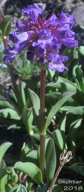 Small-flowered Penstemon, Small-leaved Penstemon, Tiny-bloom Penstemon, Tolmie's Penstemon: Penstemon procerus var. tolmiei (Synonym: Penstemon tolmiei)