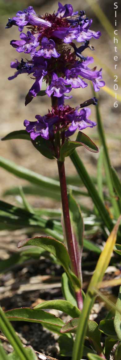 Small-flowered Penstemon, Tolmie's Penstemon: Penstemon procerus var. tolmiei (Synonym: Penstemon tolmiei)