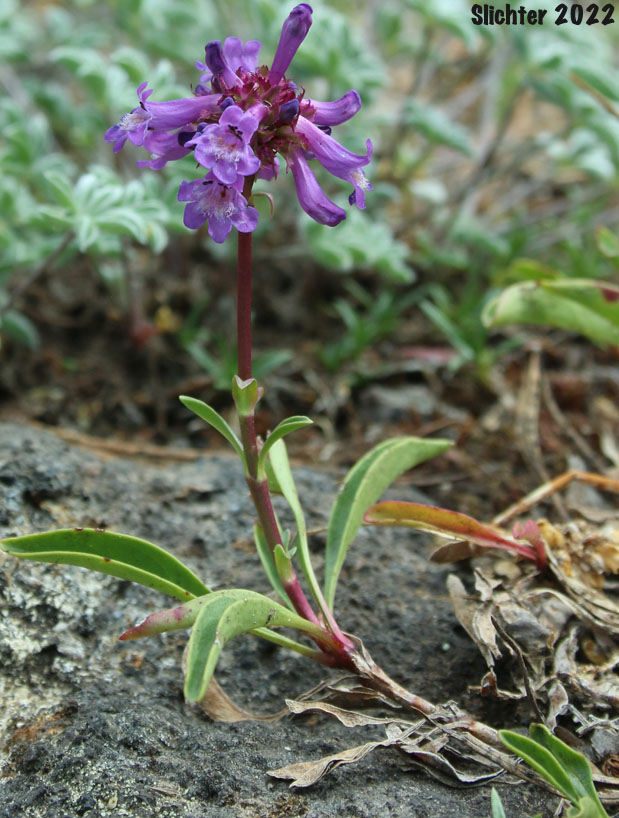 Small-flowered Penstemon, Small-leaved Penstemon, Tiny-bloom Penstemon, Tolmie's Beardtongue, Tolmie's Penstemon: Penstemon procerus var. tolmiei (Synonym: Penstemon tolmiei)