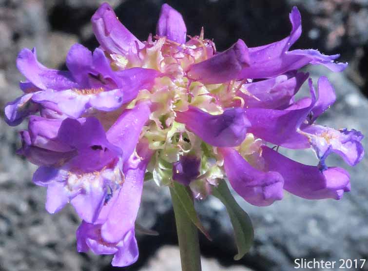 Inflorescence of Small-flowered Penstemon, Small-leaved Penstemon, Tiny-bloom Penstemon, Tolmie's Penstemon: Penstemon procerus var. tolmiei (Synonym: Penstemon tolmiei)