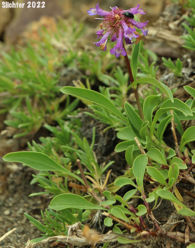 Small-flowered Penstemon, Small-leaved Penstemon, Tiny-bloom Penstemon, Tolmie's Beardtongue, Tolmie's Penstemon: Penstemon procerus var. tolmiei (Synonym: Penstemon tolmiei)