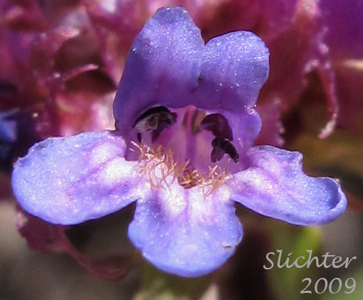 Flower of Small-flowered Penstemon, Tolmie's Penstemon: Penstemon procerus var. tolmiei (Synonym: Penstemon tolmiei)