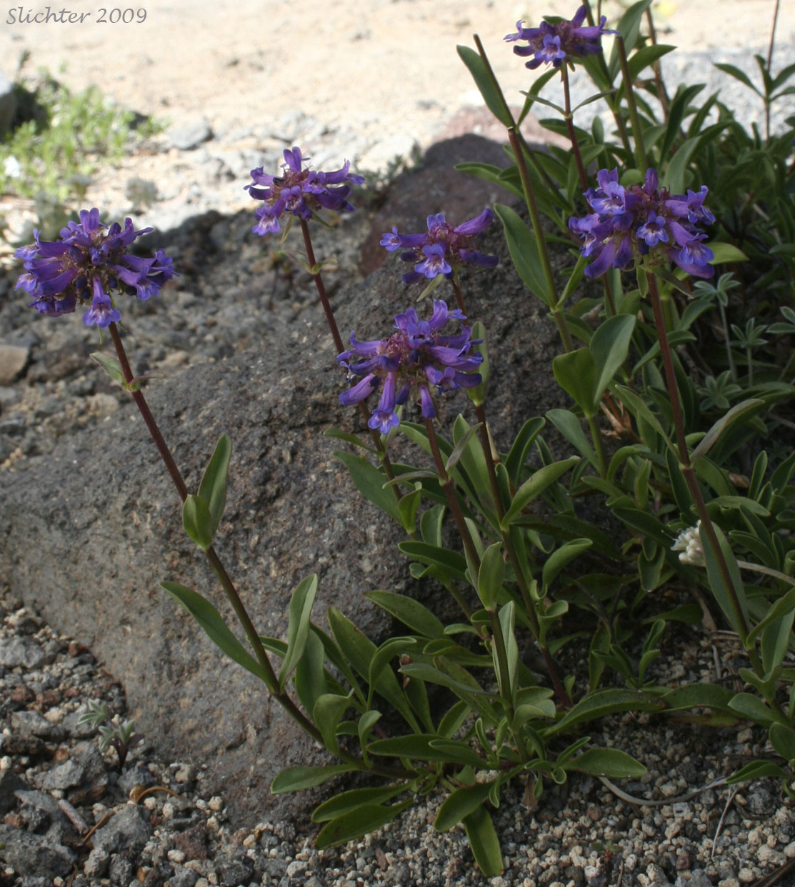 Small-flowered Penstemon, Tolmie's Penstemon: Penstemon procerus var. tolmiei (Synonym: Penstemon tolmiei)