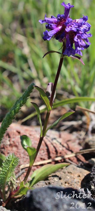 Small-flowered Penstemon, Tolmie's Penstemon: Penstemon procerus var. tolmiei (Synonym: Penstemon tolmiei)