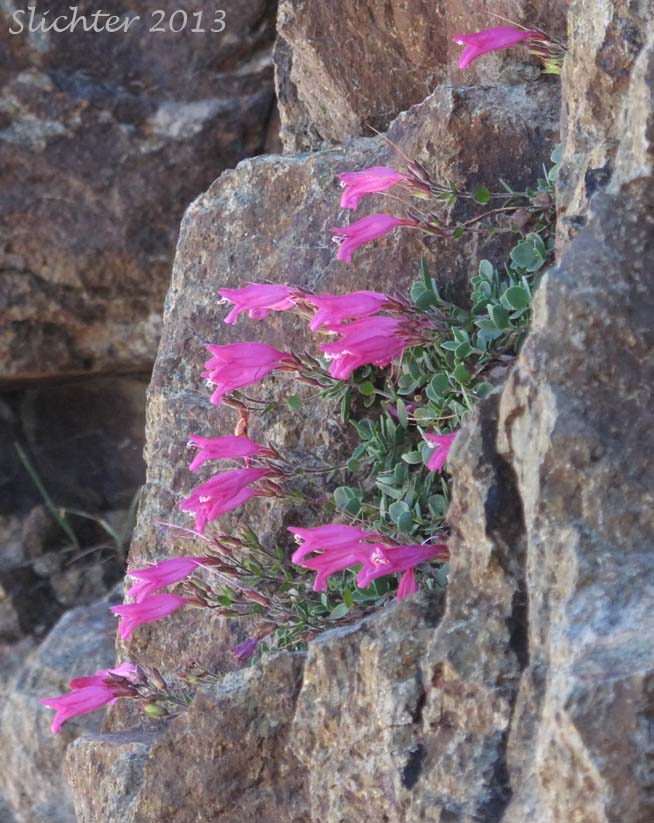 Cliff Beardtongue, Cliff Penstemon, Rock Penstemon: Penstemon rupicola