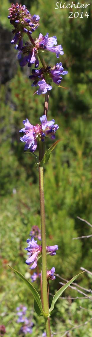 Rydberg's Penstemon: Penstemon rydbergii var. oreocharis