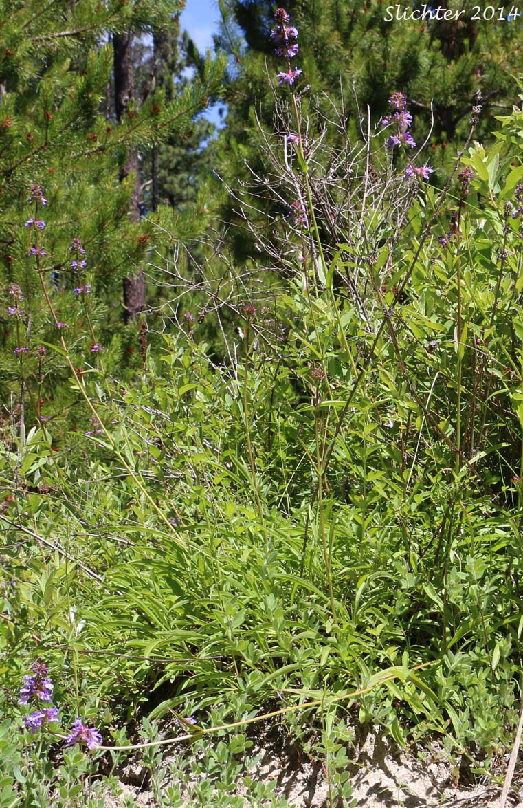Rydberg's Penstemon: Penstemon rydbergii var. oreocharis