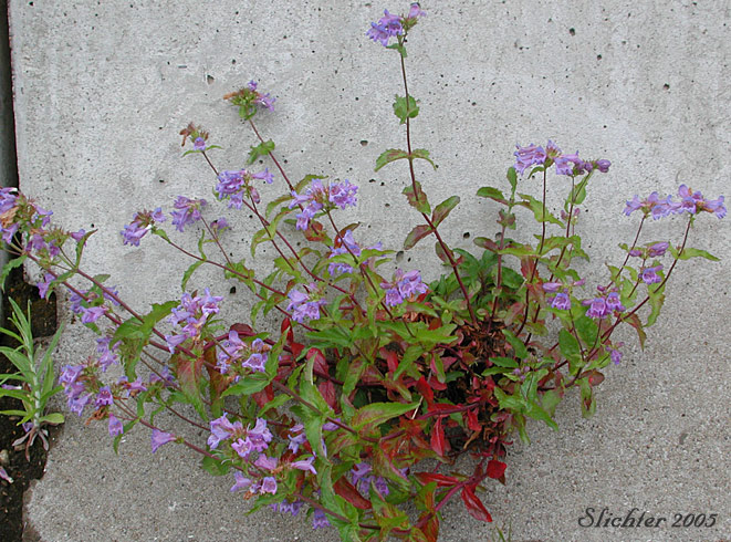 Cascade Penstemon, Cascade Beardtongue, Coast Penstemon, Serrulate Penstemon: Penstemon serrulatus