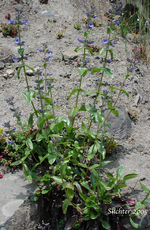Finetooth Penstemon: Penstemon subserratus