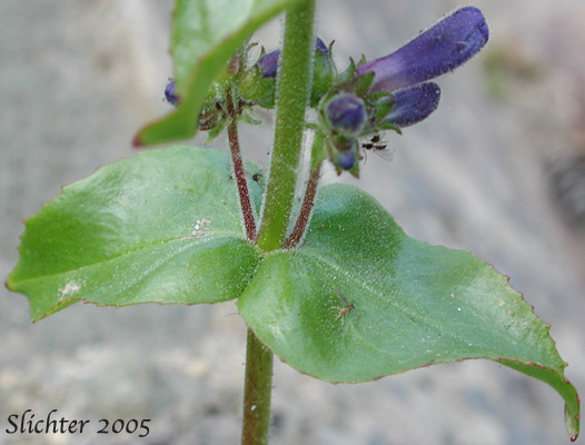 Finetooth Penstemon: Penstemon subserratus