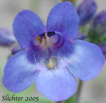 Finetooth Penstemon: Penstemon subserratus