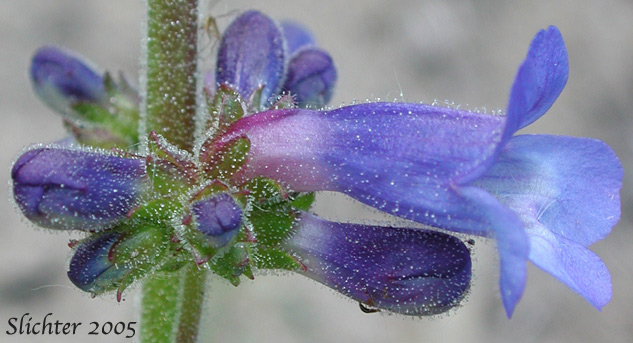 Finetooth Penstemon: Penstemon subserratus