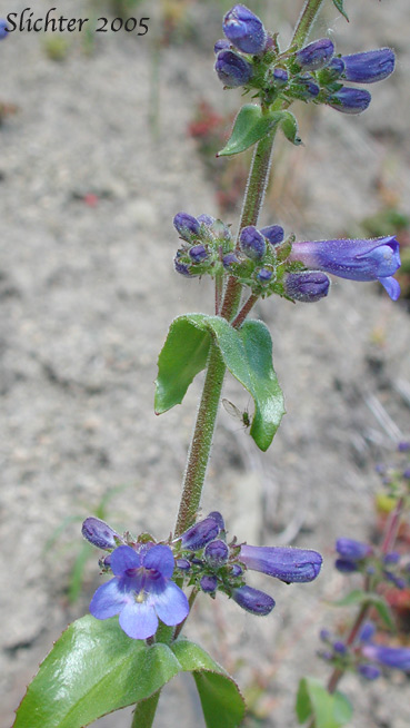 Finetooth Penstemon: Penstemon subserratus