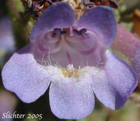 Finetooth Penstemon: Penstemon subserratus
