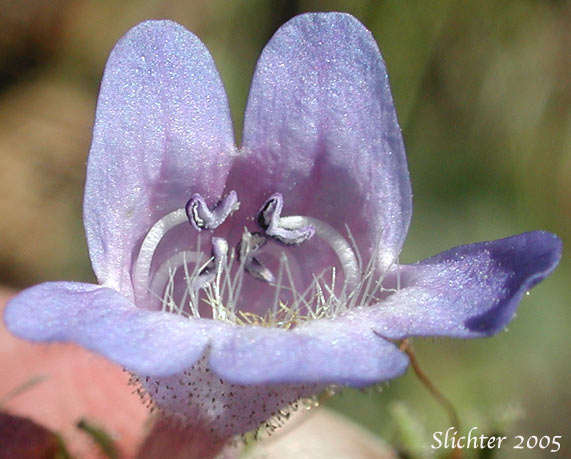Finetooth Penstemon: Penstemon subserratus