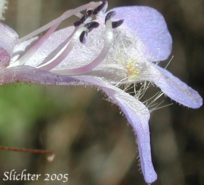 Finetooth Penstemon: Penstemon subserratus