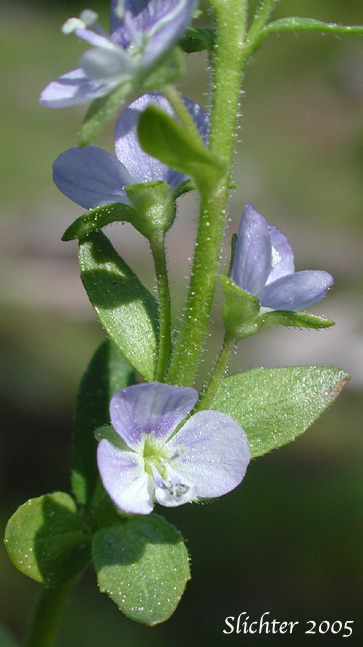 Brightblue Speedwell, Thyme-leaved Speedwell: Veronica serpyllifolia ssp. humifusa (Synonyms: Veronica humifusa, Veronica serpyllifolia var. borealis, Veronica serpyllifolia var. humifusa, Veronica tenella, Veronicastrum serpyllifolium ssp. humifusum)