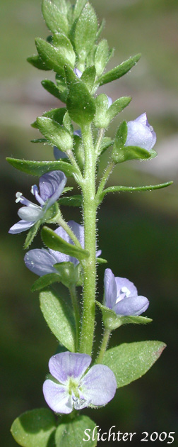 Inflorescence of Brightblue Speedwell, Thyme-leaved Speedwell: Veronica serpyllifolia ssp. humifusa (Synonyms: Veronica humifusa, Veronica serpyllifolia var. borealis, Veronica serpyllifolia var. humifusa, Veronica tenella, Veronicastrum serpyllifolium ssp. humifusum)