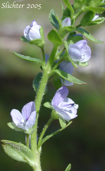 Inflorescence of Brightblue Speedwell, Thyme-leaved Speedwell: Veronica serpyllifolia ssp. humifusa (Synonyms: Veronica humifusa, Veronica serpyllifolia var. borealis, Veronica serpyllifolia var. humifusa, Veronica tenella, Veronicastrum serpyllifolium ssp. humifusum)