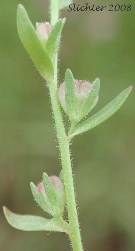 Purslane Speedwell: Veronica peregrina var. xalapensis (Synonym: Veronica peregrina ssp. xalapensis)