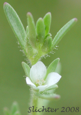 Purslane Speedwell: Veronica peregrina var. xalapensis (Synonym: Veronica peregrina ssp. xalapensis)