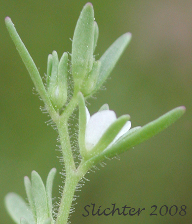 Purslane Speedwell: Veronica peregrina var. xalapensis (Synonym: Veronica peregrina ssp. xalapensis)
