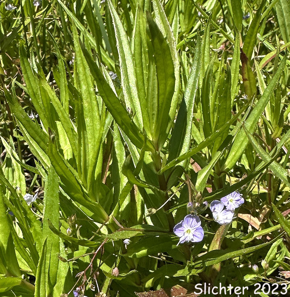 Grass-leaf Speedwell, Marsh Speedwell, Skullcap Speedwell: Veronica scutellata (Synonym: Veronica scutellata var. villosa)