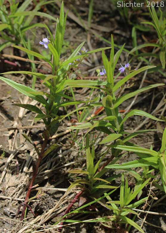 Grass-leaf Speedwell, Marsh Speedwell, Skullcap Speedwell: Veronica scutellata (Synonym: Veronica scutellata var. villosa)