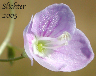 Flower of Grass-leaf Speedwell, Marsh Speedwell, Skullcap Speedwell: Veronica scutellata (Synonym: Veronica scutellata var. villosa)