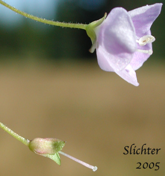 Flower of Grass-leaf Speedwell, Marsh Speedwell, Skullcap Speedwell: Veronica scutellata (Synonym: Veronica scutellata var. villosa)