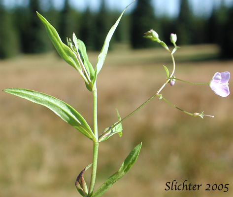 Grass-leaf Speedwell, Marsh Speedwell, Skullcap Speedwell: Veronica scutellata (Synonym: Veronica scutellata var. villosa)