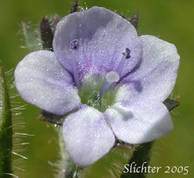 Flower of Alpine Speedwell, American Alpine Speedwell, Hairy Speedwell: Veronica wormskjoldii var. wormskjoldii (Synonyms: Veronica alpina, Veronica alpina var. alterniflora, Veronica alpina var. cascadensis, Veronica alpina var. geminiflora, Veronica alpina var. nutans, Veronica alpina var. terrae-novae, Veronica alpina var. unalaschcensis, Veronica nutans, Veronica stelleri var. glabrescens, Veronica wormskjoldii, Veronica wormskjoldii ssp. alterniflora)