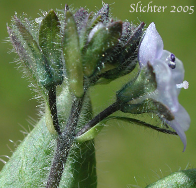 Inflorescence of Alpine Speedwell, American Alpine Speedwell, Hairy Speedwell: Veronica wormskjoldii var. wormskjoldii (Synonyms: Veronica alpina, Veronica alpina var. alterniflora, Veronica alpina var. cascadensis, Veronica alpina var. geminiflora, Veronica alpina var. nutans, Veronica alpina var. terrae-novae, Veronica alpina var. unalaschcensis, Veronica nutans, Veronica stelleri var. glabrescens, Veronica wormskjoldii, Veronica wormskjoldii ssp. alterniflora)