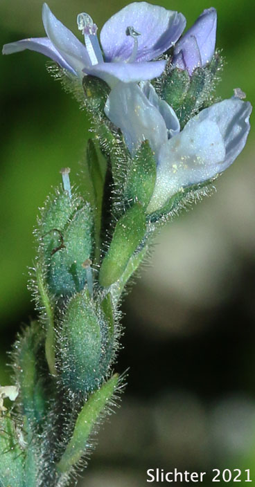 Alpine Speedwell, American Alpine Speedwell, Hairy Speedwell: Veronica wormskjoldii var. wormskjoldii (Synonyms: Veronica alpina, Veronica alpina var. alterniflora, Veronica alpina var. cascadensis, Veronica alpina var. geminiflora, Veronica alpina var. nutans, Veronica alpina var. terrae-novae, Veronica alpina var. unalaschcensis, Veronica nutans, Veronica stelleri var. glabrescens, Veronica wormskjoldii, Veronica wormskjoldii ssp. alterniflora)