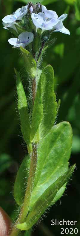 Alpine Speedwell, American Alpine Speedwell, Hairy Speedwell: Veronica wormskjoldii var. wormskjoldii (Synonyms: Veronica alpina, Veronica alpina var. alterniflora, Veronica alpina var. cascadensis, Veronica alpina var. geminiflora, Veronica alpina var. nutans, Veronica alpina var. terrae-novae, Veronica alpina var. unalaschcensis, Veronica nutans, Veronica stelleri var. glabrescens, Veronica wormskjoldii, Veronica wormskjoldii ssp. alterniflora)