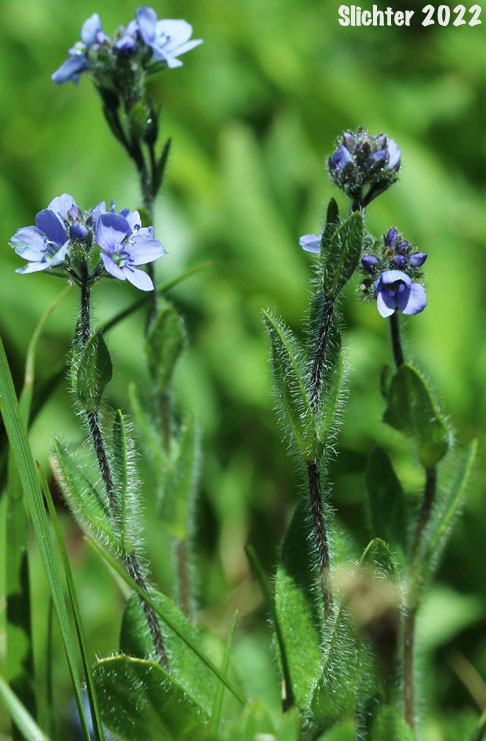 Alpine Speedwell, American Alpine Speedwell, Hairy Speedwell: Veronica wormskjoldii var. wormskjoldii (Synonyms: Veronica alpina, Veronica alpina var. alterniflora, Veronica alpina var. cascadensis, Veronica alpina var. geminiflora, Veronica alpina var. nutans, Veronica alpina var. terrae-novae, Veronica alpina var. unalaschcensis, Veronica nutans, Veronica stelleri var. glabrescens, Veronica wormskjoldii, Veronica wormskjoldii ssp. alterniflora)