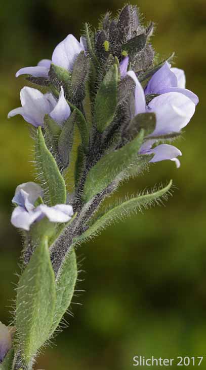 Alpine Speedwell, American Alpine Speedwell, Hairy Speedwell: Veronica wormskjoldii var. wormskjoldii (Synonyms: Veronica alpina, Veronica alpina var. alterniflora, Veronica alpina var. cascadensis, Veronica alpina var. geminiflora, Veronica alpina var. nutans, Veronica alpina var. terrae-novae, Veronica alpina var. unalaschcensis, Veronica nutans, Veronica stelleri var. glabrescens, Veronica wormskjoldii, Veronica wormskjoldii ssp. alterniflora)
