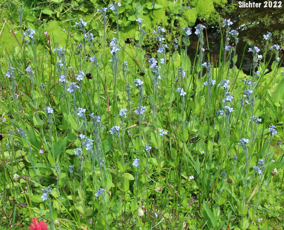 Alpine Speedwell, American Alpine Speedwell, Hairy Speedwell: Veronica wormskjoldii var. wormskjoldii (Synonyms: Veronica alpina, Veronica alpina var. alterniflora, Veronica alpina var. cascadensis, Veronica alpina var. geminiflora, Veronica alpina var. nutans, Veronica alpina var. terrae-novae, Veronica alpina var. unalaschcensis, Veronica nutans, Veronica stelleri var. glabrescens, Veronica wormskjoldii, Veronica wormskjoldii ssp. alterniflora)