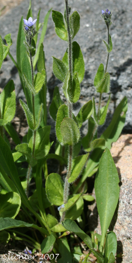 Alpine Speedwell, American Alpine Speedwell, Hairy Speedwell: Veronica wormskjoldii var. wormskjoldii (Synonyms: Veronica alpina, Veronica alpina var. alterniflora, Veronica alpina var. cascadensis, Veronica alpina var. geminiflora, Veronica alpina var. nutans, Veronica alpina var. terrae-novae, Veronica alpina var. unalaschcensis, Veronica nutans, Veronica stelleri var. glabrescens, Veronica wormskjoldii, Veronica wormskjoldii ssp. alterniflora)