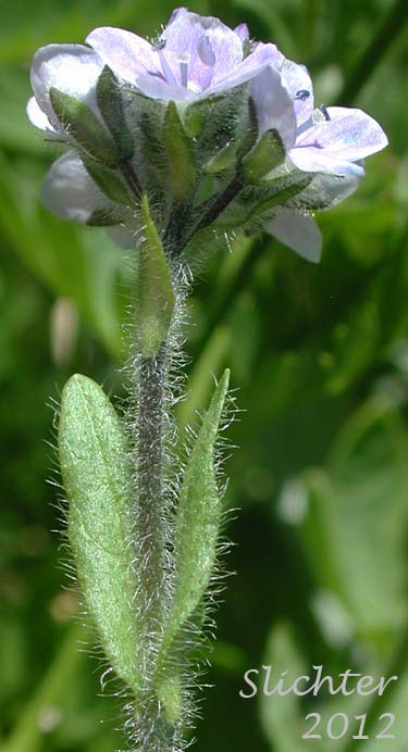 Close-up sideview of the inflorescence and uppermost stem leaves of Alpine Speedwell, American Alpine Speedwell, Hairy Speedwell: Veronica wormskjoldii var. wormskjoldii (Synonyms: Veronica alpina, Veronica alpina var. alterniflora, Veronica alpina var. cascadensis, Veronica alpina var. geminiflora, Veronica alpina var. nutans, Veronica alpina var. terrae-novae, Veronica alpina var. unalaschcensis, Veronica nutans, Veronica stelleri var. glabrescens, Veronica wormskjoldii, Veronica wormskjoldii ssp. alterniflora)