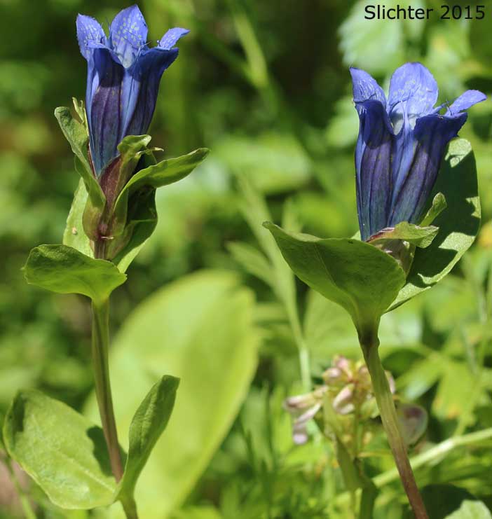 Explorer's Gentian, Mountain Bog Gentian, Rainier Pleated Gentian: Gentiana calycosa (Synonyms: Gentiana calycosa ssp. calycosa, Gentiana calycosa ssp. obtusiloba, Gentiana calycosa ssp. xantha, Gentiana calycosa var. calycosa, Gentiana calycosa var. obtusiloba, Gentiana calycosa var. xantha, Pneumonanthe calycosa)