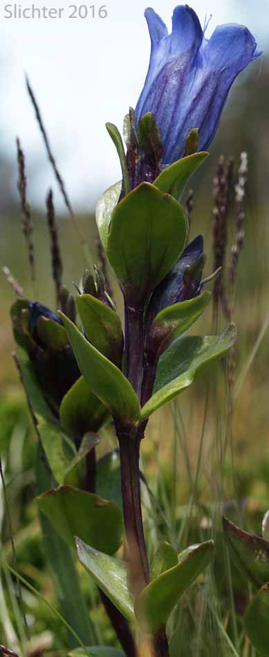 Explorer's Gentian, Mountain Bog Gentian, Rainier Pleated Gentian: Gentiana calycosa (Synonyms: Gentiana calycosa ssp. calycosa, Gentiana calycosa ssp. obtusiloba, Gentiana calycosa ssp. xantha, Gentiana calycosa var. calycosa, Gentiana calycosa var. obtusiloba, Gentiana calycosa var. xantha, Pneumonanthe calycosa)
