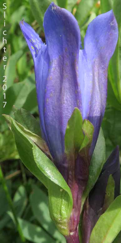 Explorer's Gentian, Mountain Bog Gentian, Rainier Pleated Gentian: Gentiana calycosa (Synonyms: Gentiana calycosa ssp. calycosa, Gentiana calycosa ssp. obtusiloba, Gentiana calycosa ssp. xantha, Gentiana calycosa var. calycosa, Gentiana calycosa var. obtusiloba, Gentiana calycosa var. xantha, Pneumonanthe calycosa)