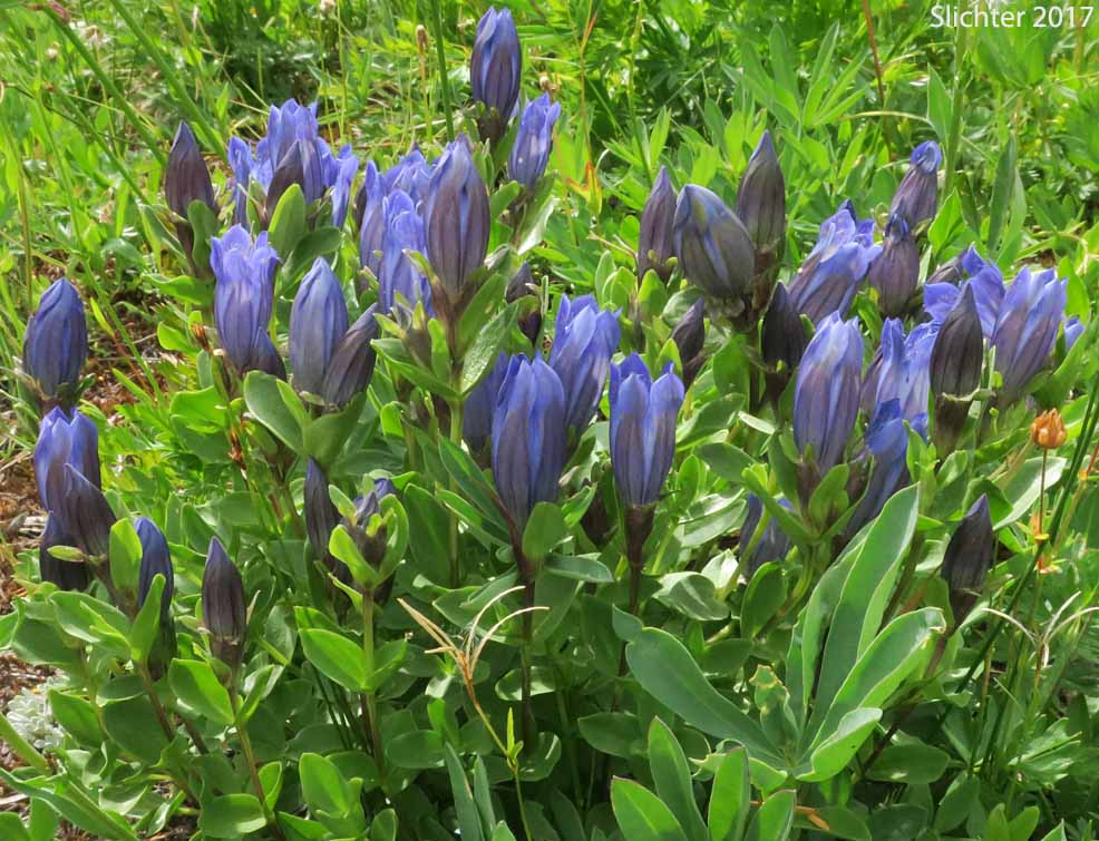 Explorer's Gentian, Mountain Bog Gentian, Rainier Pleated Gentian: Gentiana calycosa (Synonyms: Gentiana calycosa ssp. calycosa, Gentiana calycosa ssp. obtusiloba, Gentiana calycosa ssp. xantha, Gentiana calycosa var. calycosa, Gentiana calycosa var. obtusiloba, Gentiana calycosa var. xantha, Pneumonanthe calycosa)
