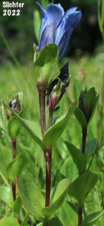 Explorer's Gentian, Mountain Bog Gentian, Rainier Pleated Gentian: Gentiana calycosa (Synonyms: Gentiana calycosa ssp. calycosa, Gentiana calycosa ssp. obtusiloba, Gentiana calycosa ssp. xantha, Gentiana calycosa var. calycosa, Gentiana calycosa var. obtusiloba, Gentiana calycosa var. xantha, Pneumonanthe calycosa)