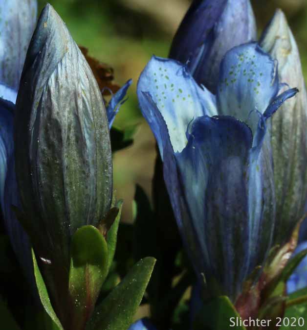 Explorer's Gentian, Mountain Bog Gentian, Rainier Pleated Gentian: Gentiana calycosa (Synonyms: Gentiana calycosa ssp. calycosa, Gentiana calycosa ssp. obtusiloba, Gentiana calycosa ssp. xantha, Gentiana calycosa var. calycosa, Gentiana calycosa var. obtusiloba, Gentiana calycosa var. xantha, Pneumonanthe calycosa)