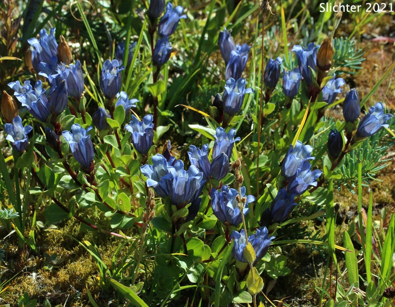 Explorer's Gentian, Mountain Bog Gentian, Rainier Pleated Gentian: Gentiana calycosa (Synonyms: Gentiana calycosa ssp. calycosa, Gentiana calycosa ssp. obtusiloba, Gentiana calycosa ssp. xantha, Gentiana calycosa var. calycosa, Gentiana calycosa var. obtusiloba, Gentiana calycosa var. xantha, Pneumonanthe calycosa)