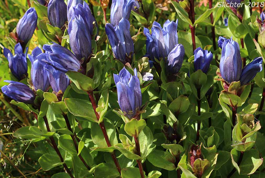 Explorer's Gentian, Mountain Bog Gentian, Rainier Pleated Gentian: Gentiana calycosa (Synonyms: Gentiana calycosa ssp. calycosa, Gentiana calycosa ssp. obtusiloba, Gentiana calycosa ssp. xantha, Gentiana calycosa var. calycosa, Gentiana calycosa var. obtusiloba, Gentiana calycosa var. xantha, Pneumonanthe calycosa)